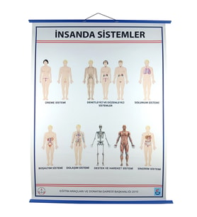 İNSANDA SİSTEMLER LEVHASI (70X100)