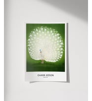 Çerçevesiz Poster Ohara Koson Tavuskuşu (Çok Renkli)