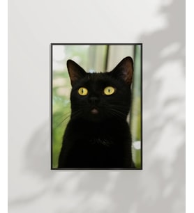 Siyah Kedi Portresi Poster