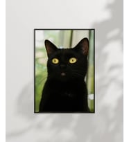 Siyah Kedi Portresi Poster (Çok Renkli)