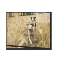 Köpek 2 Cam Tablo