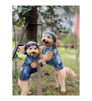 Salya Store Tickle Me; Jeans Yazlık Köpek Kot Ceket Küçük İrklar Tck-103 (Buz Mavisi)