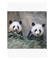 Hayvanat Bahçesinde Dev Pandalar Ya Lun Ve Xi Lun Tablo Ahşap Poster Dekoratif
