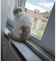 Windorwin Kedi Isı Tüneği Pilastik 100 cm