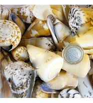Conus Mıxed Kiloluk Deniz Kabuğu (1 KG)