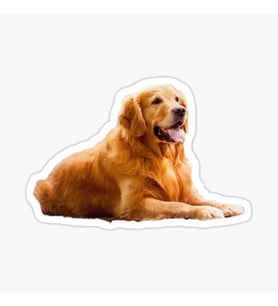 Golden Retriever Köpek Sticker Araba Oto Yapıştırması 17CM A1