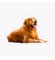 Golden Retriever Köpek Sticker Araba Oto Yapıştırması 17CM A1