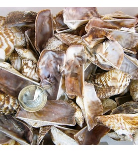 Orca Orca Kiloluk Deniz Kabuğu (1 KG)