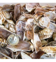 Orca Orca Kiloluk Deniz Kabuğu (1 KG)