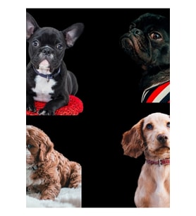 Hayvan Sevmek Insanlara Hoşgörülüdür Sevimli Köpekler 02 Tablo Ahşap Poster Dekoratif