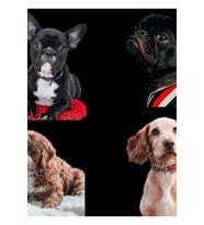 Hayvan Sevmek Insanlara Hoşgörülüdür Sevimli Köpekler 02 Tablo Ahşap Poster Dekoratif