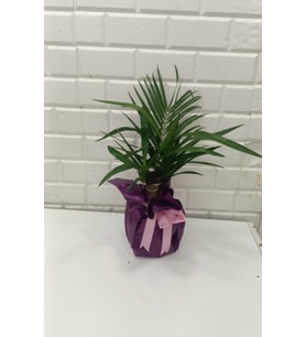 Beykoz yucca3