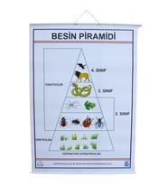 BESİN PRAMİDİ