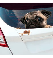 Salyangoza Bakan Pug Cinsi Köpek Araba Sticker 20CM