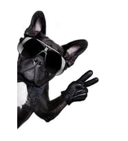 Gözlüklü Cool Pugg Sticker Motor, AraçEtiket Araba Sticker 19CM