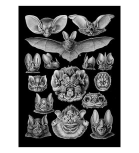 Bat Haeckel Illüstrasyon Tablo Ahşap Poster Dekoratif