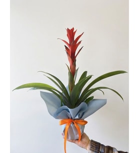 Mavi Buketli Turuncu Kurdaleli Saksıda Guzmania