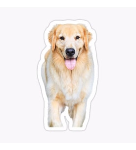 Golden Retriever Köpek Sticker Araba Oto Yapıştırması 17CM B1