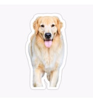 Golden Retriever Köpek Sticker Araba Oto Yapıştırması 17CM B1