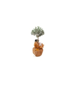 Buketli Polimer Saksıda Zeytin Ağacı