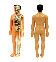 The Human Body İnsan Vücudu 3D Eğitim Seti 3302