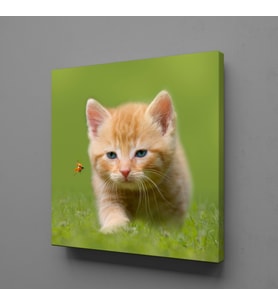YAVRU KEDİ KANVAS TABLO 140x140cm