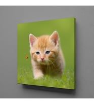 YAVRU KEDİ KANVAS TABLO 140x140cm