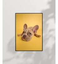 Sarı Zemin Üzerinde Sevimli Köpek Poster (Çok Renkli)