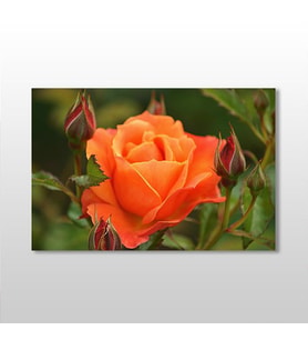 Turuncu Gül Kanvas Tablo 60x40cm (Karışık)