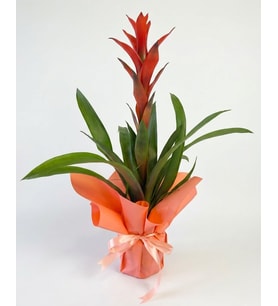 Somon Rengi Buketli Guzmania