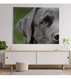 Yakın Çekim Labrador Köpek Temalı Dekoratif Kanvas Tablo