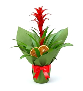 Yeşil Buketli Guzmania