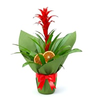 Yeşil Buketli Guzmania