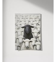 Çerçevesiz Poster Sürünün Tam Ortasında (Çok Renkli)