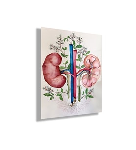 Temperli Cam Üroloji Poliklinik Tablosu Üriner Sistem Böbrekler