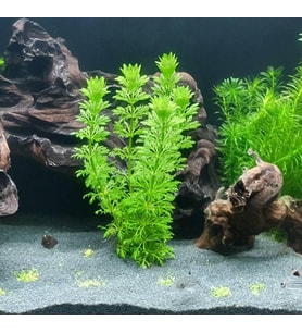 Sessiliflora 5 Dal Kusursuz Akvaryum Bitkisi Canlı Bitki