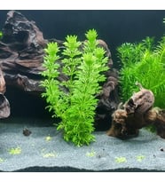 Sessiliflora 5 Dal Kusursuz Akvaryum Bitkisi Canlı Bitki