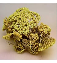 Civan Perçemi 1 Kg