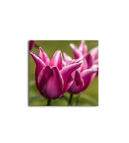 Pembe Lale Tablo 50 X 70 Cm