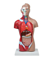 Temel İnsan Vücudu Modeli 27 Cm