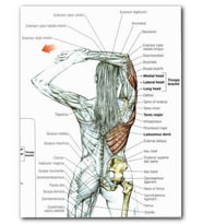 Cakatablo MDF (Ahşap) Tablo Kadın Anatomisi Kas Haritası