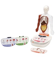 Mulvxurg Urg02 S00005280 Bi̇li̇m Set İnsan Vücudu Modeli̇ 23Prç -Sun (Mulvix)