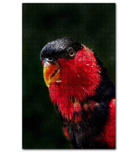 Cakapuzzle Siyah Göğüslü Lori Puzzle Yapboz MDF (Ahşap) (120 Parça)