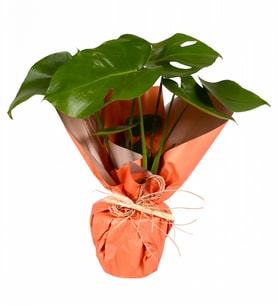 Turuncu Craft Kağıtta Deve Tabanı Monstera Çiçeği