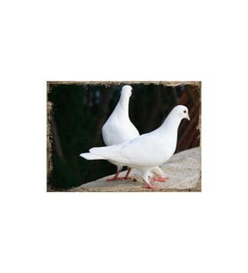 25cmX35cm Ahşap Tablo Beyaz Güvercinler