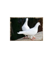 25cmX35cm Ahşap Tablo Beyaz Güvercinler