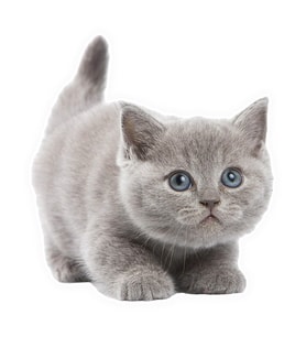 Güzel Gri Cins kedi araba Sticker YApıştırması