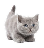 Güzel Gri Cins kedi araba Sticker YApıştırması
