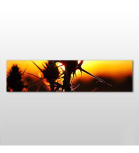 Kaktüs Kanvas Tablo 180x60cm (Karışık)