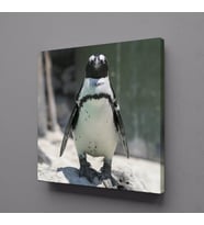 PENGUEN KANVAS TABLO 70x70cm (Karışık)